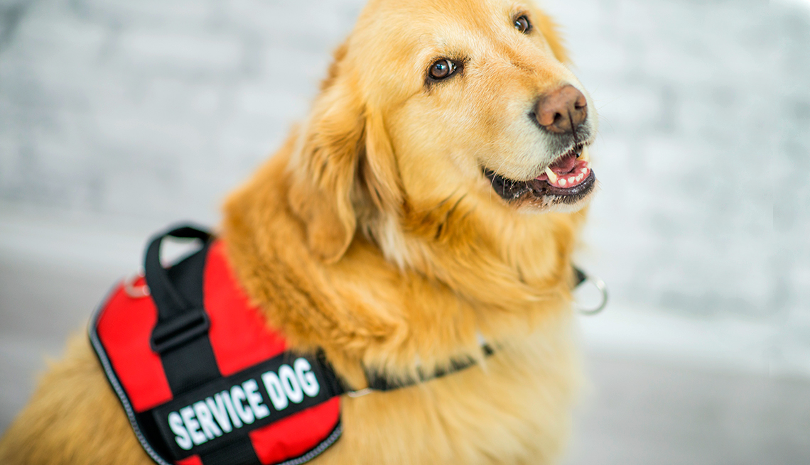 Picture of a service dog.